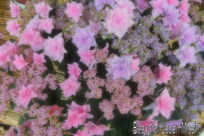 なばなの里　紫陽花満開～.｡･：*：･ﾟ`☆､｡_c0067206_1064331.jpg