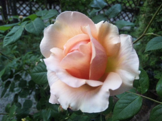 c0060308_1738338.jpg