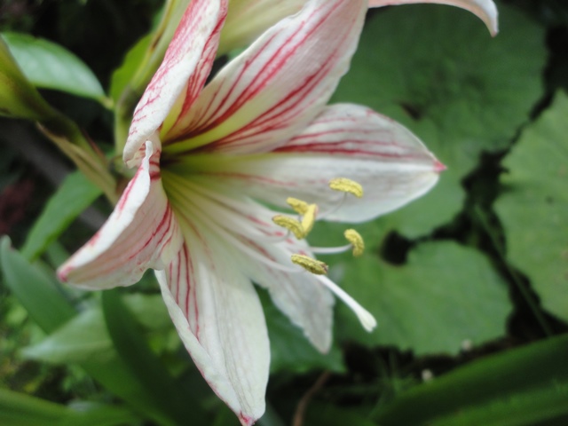 白系のアマリリス‘小桜絞り…2013・6・6_f0231709_14551652.jpg