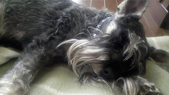 e0020214_131106.gif