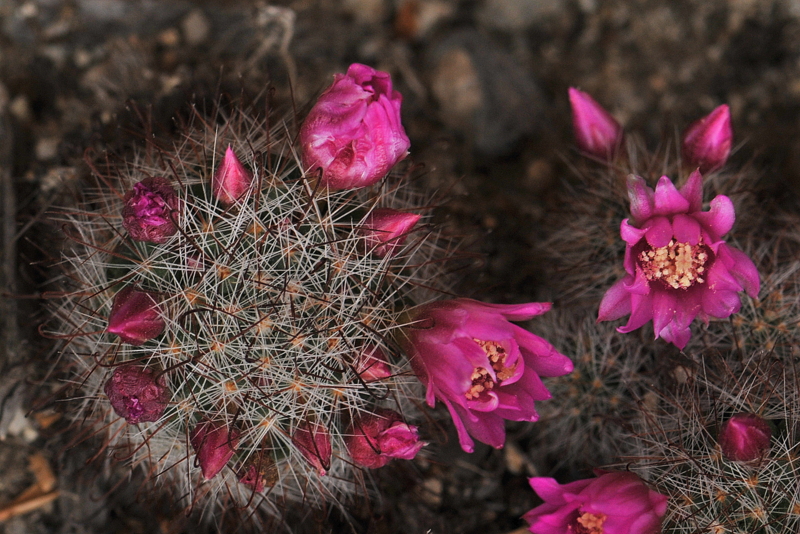 サボテンの花_f0184314_16311748.jpg