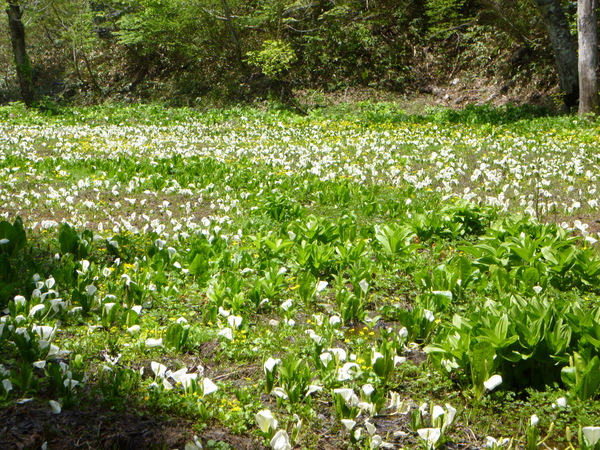 花の籾糠山(1,744M)  に登る　　　PART　３_d0170615_964051.jpg