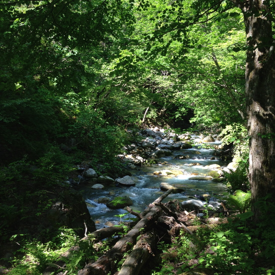 家から15分の山奥 からす川通信