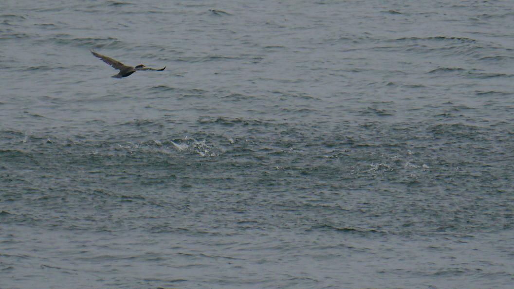 海 面 に 浮 上 す る 魚 群　No.5_d0039021_18373988.jpg