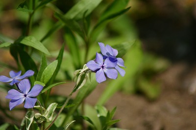 f0170524_8553031.jpg