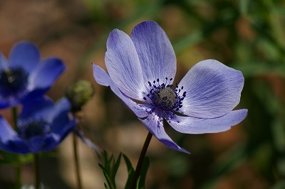 f0170524_8554240.jpg
