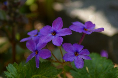 f0170524_855642.jpg