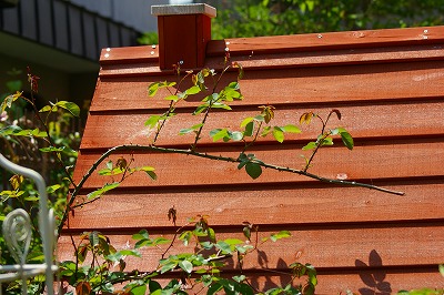 f0170524_923159.jpg