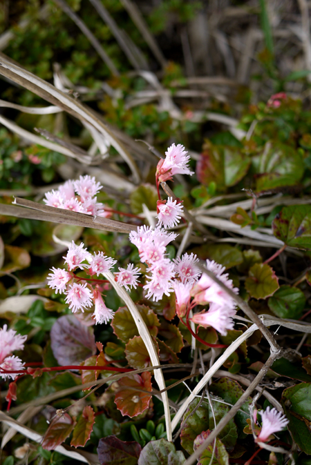 平治岳のミヤマキリシマ　2013_e0200926_13374230.jpg