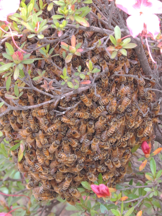 職場の生き物たち_f0171028_21364597.jpg