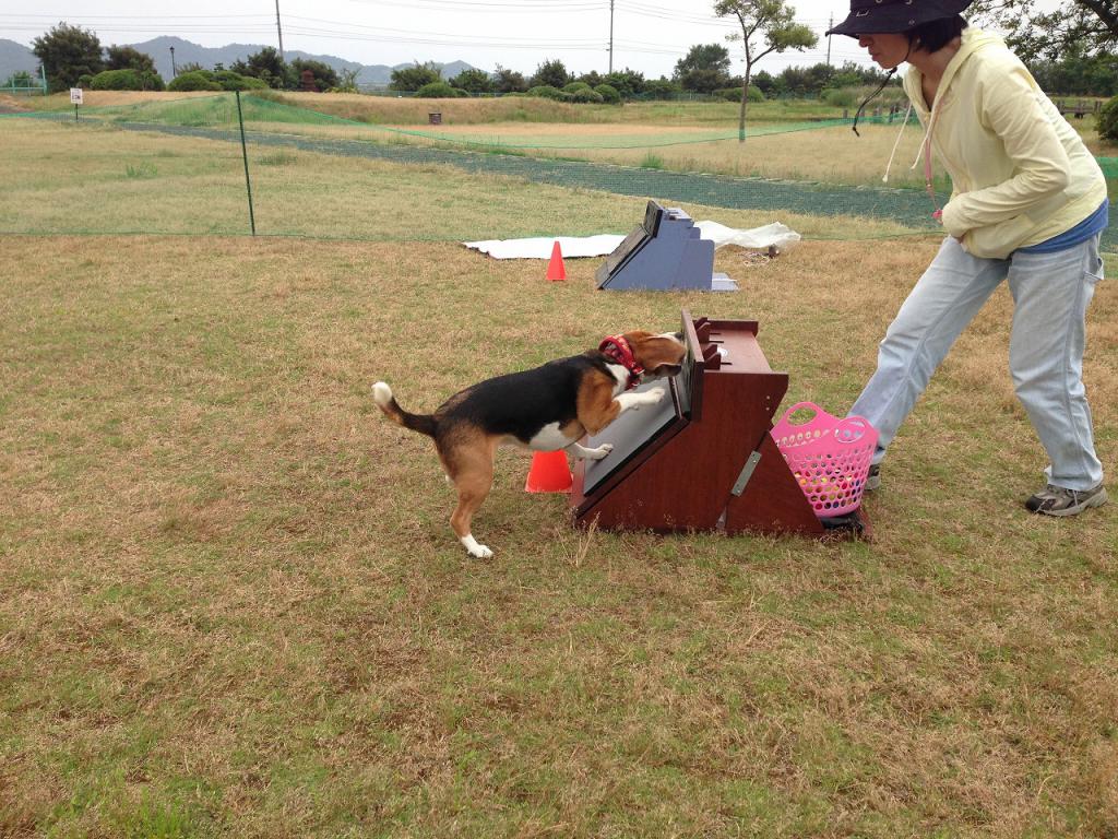 フライボール練習会 やんちゃなビーグル犬達との暮らし