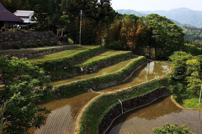 長谷の棚田 2_a0294534_17265495.jpg