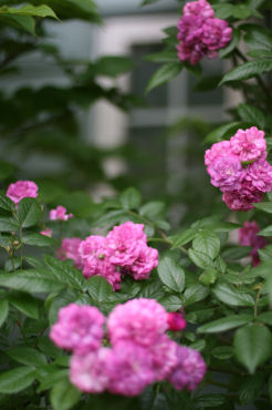 f0002534_21101489.jpg
