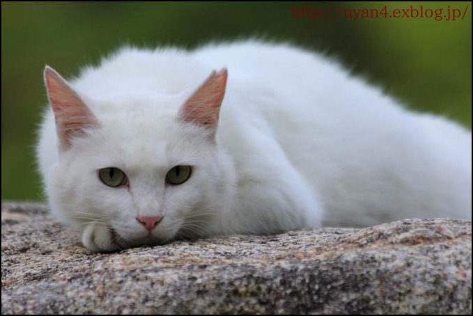 白い猫 4にゃん日記 白い猫 4にゃん日記