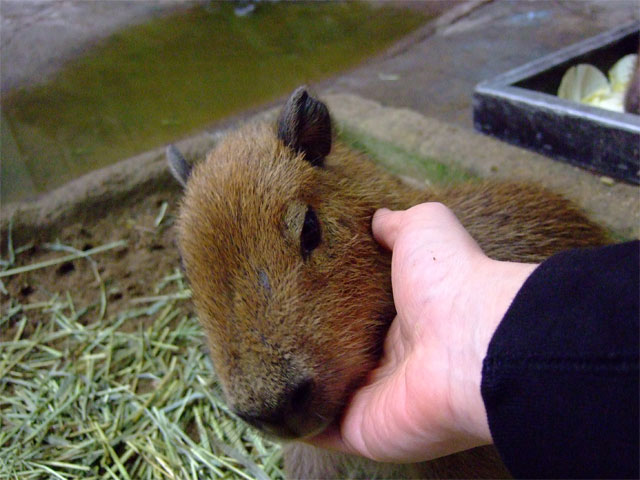 最近の赤ちゃんカピバラと「ポチたま」情報♪_a0179837_18335727.jpg