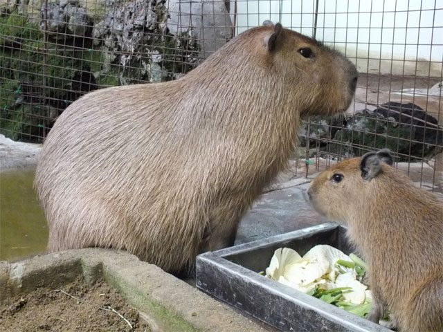 最近の赤ちゃんカピバラと「ポチたま」情報♪_a0179837_18451331.jpg