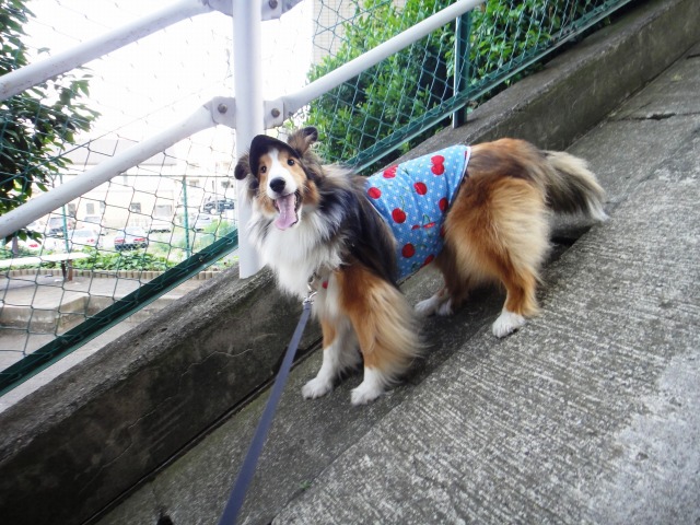 涼しいCool×Cool服その2が来ました_e0195743_11445453.jpg