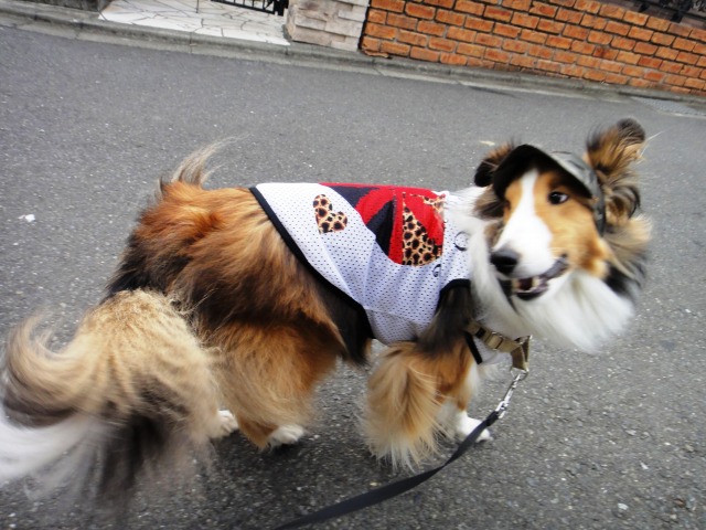 涼しいCool×Cool服その2が来ました_e0195743_11452777.jpg