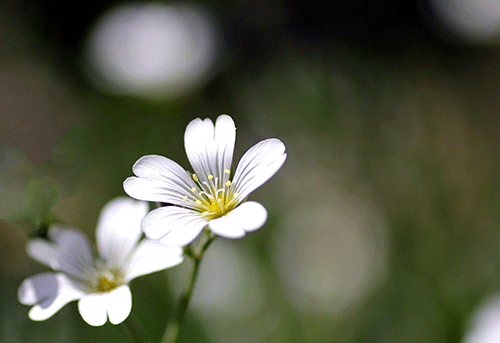 近所の花壇より_d0161545_10172935.png