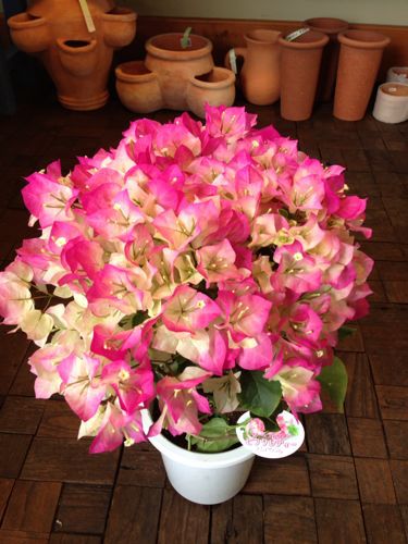 ハイビスカス スノーフレーク 他 Flowers 請西東のお花屋さん ハイビスカス スノーフレーク 他 Flowers 請西東のお花屋さん