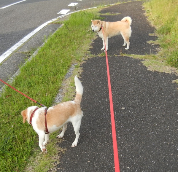 ’13,6,6(木)愛ちゃんと心ちゃんは何部かな?_f0060461_9325120.jpg