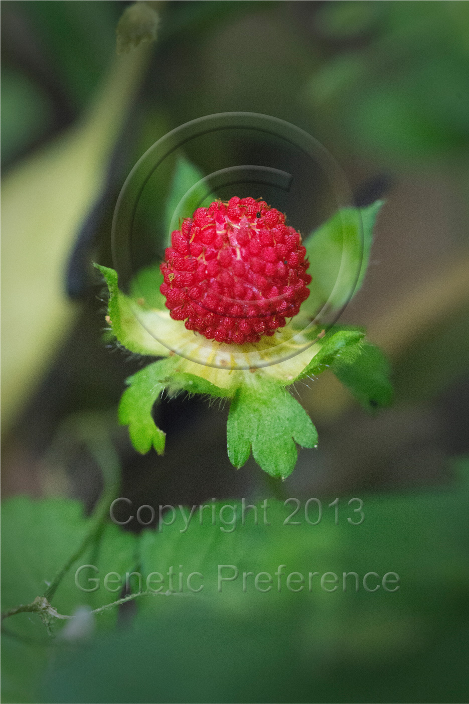 森林植物園2013～梅雨の季節 Vol.6_a0111162_2137823.jpg