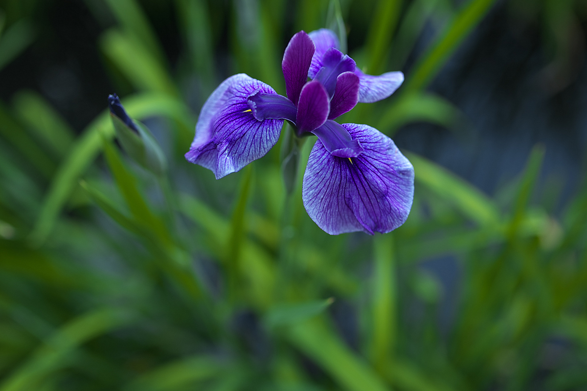 花菖蒲 2013 <山田池公園>　_f0021869_23464317.jpg