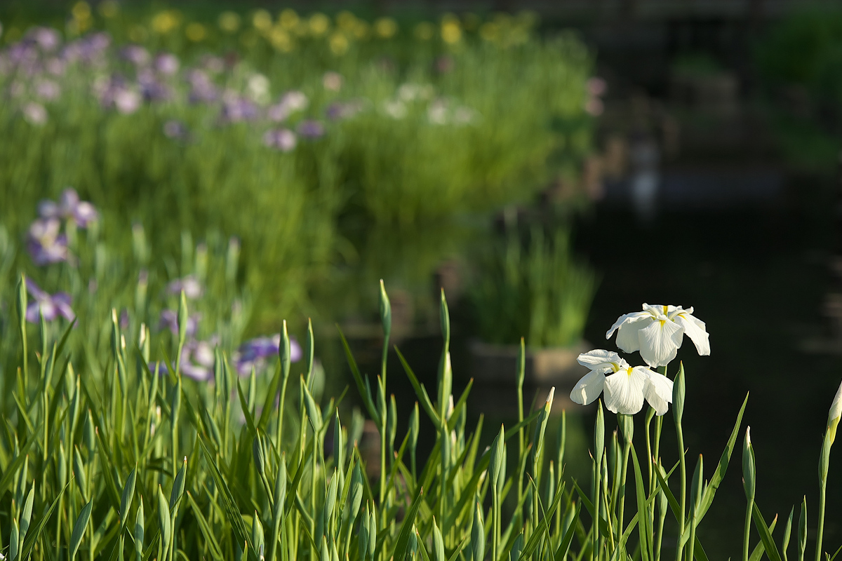 花菖蒲 2013 <山田池公園>　_f0021869_23474663.jpg