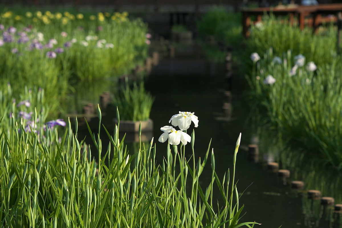 花菖蒲 2013 <山田池公園>　_f0021869_2348688.jpg