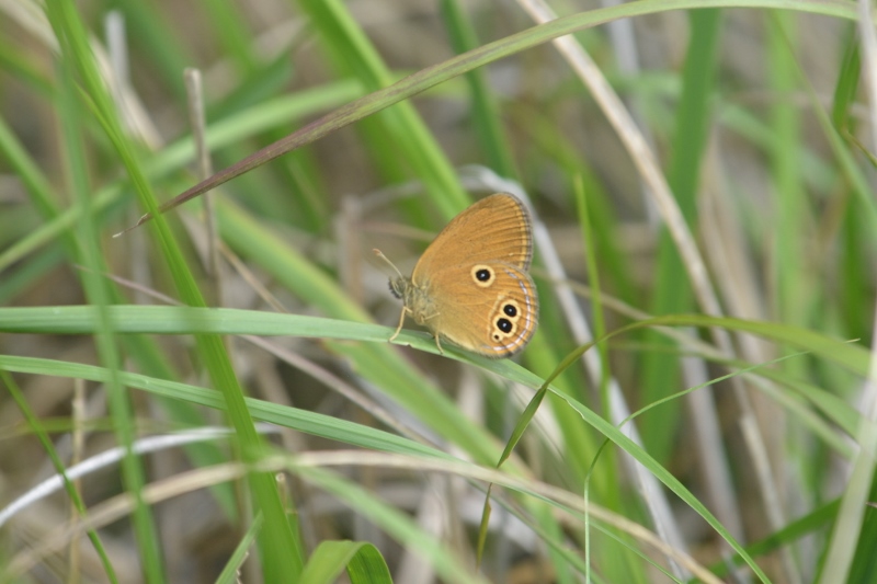 葦毛湿原のチョウ　今年は少ないかしら？_f0179175_1349579.jpg