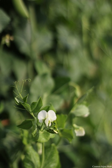 愛溢れる菜園へ…_e0043686_16565037.jpg