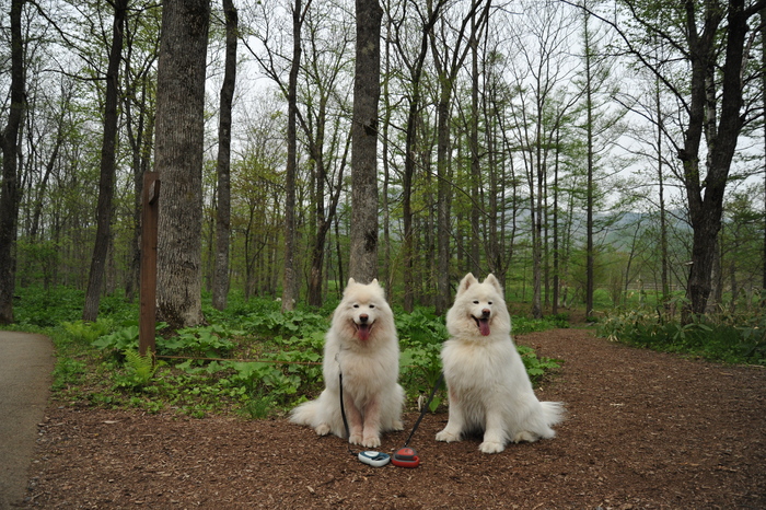 北海道旅行記　part2_a0049296_2042331.jpg