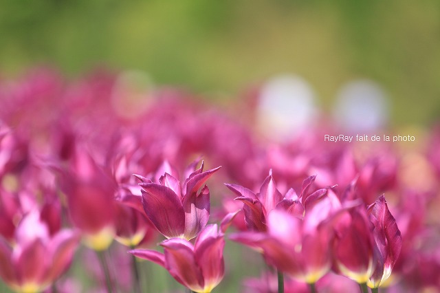 チューリップの花な～♪♪_d0203503_23153015.jpg