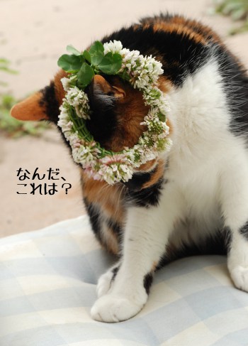 頭の上のモノ_b0253205_1561698.jpg