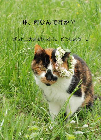 頭の上のモノ_b0253205_1584877.jpg