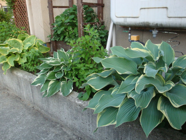 e0175905_1256199.jpg