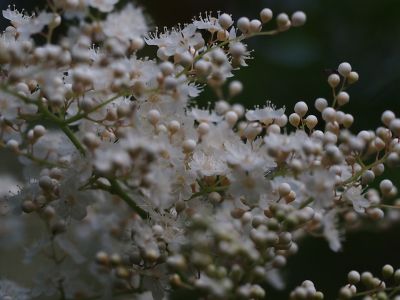 c0156908_8573180.jpg