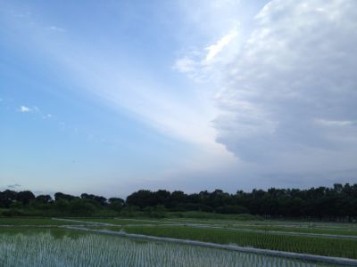 行ってきました!「佐々木マキ見本帖」_e0239908_1858380.jpg