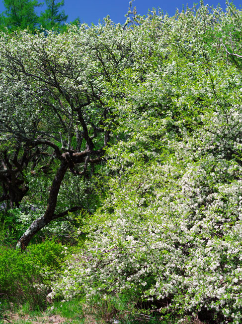 a0263109_1461057.jpg
