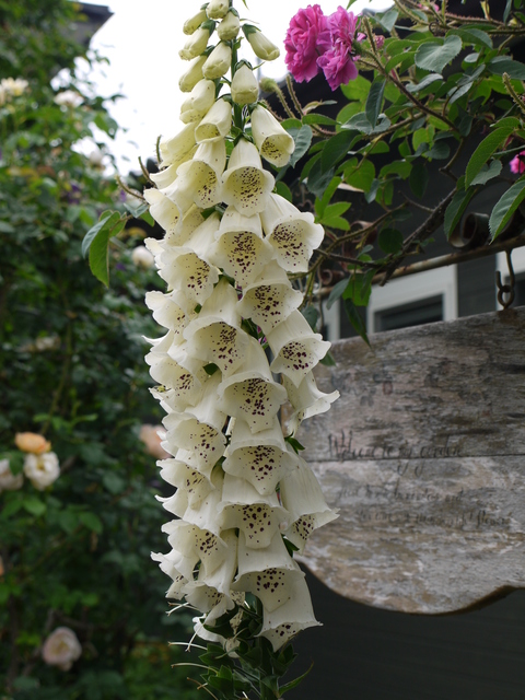 薔薇ツアー　　栃木県烏山市　アトリエ野ばら_b0116313_23464987.jpg