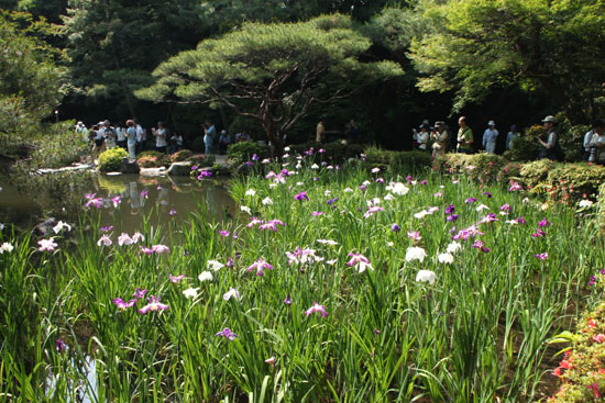平安神宮 庭園開放_e0048413_2010289.jpg