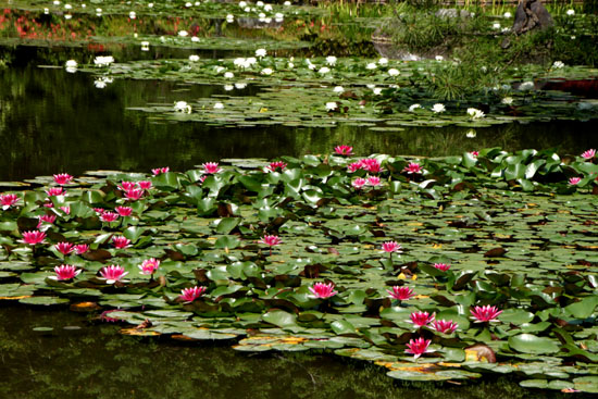 平安神宮 庭園開放_e0048413_20105852.jpg