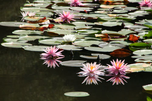 平安神宮 庭園開放_e0048413_20111474.jpg