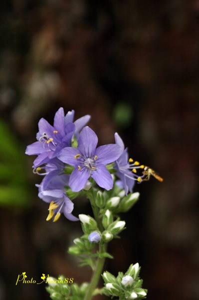 自然からの贈り物・・・・・花しのぶ_d0025414_23285254.jpg