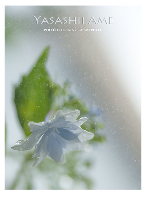やさしい雨_e0127416_123518.jpg