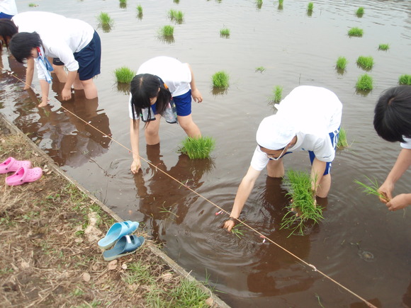 第35回 田植えするならいつ? 今でしょ!_d0237121_2244574.jpg