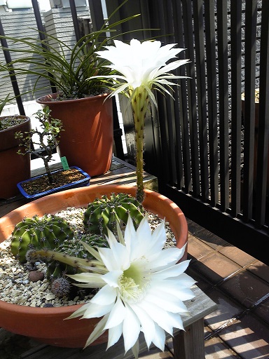 c0280322_14521624.jpg