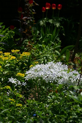 f0170524_9372276.jpg