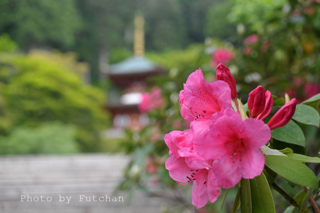 シャクナゲ咲く山寺_a0158226_23151893.jpg