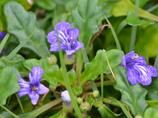 姫金瘡小草 ヒメキランソウ 花の仲間調べ